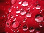 macro_roses