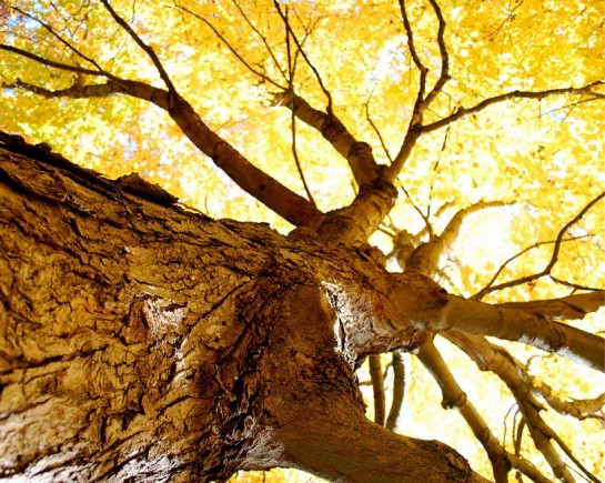 arbre