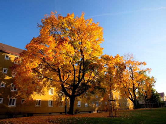 arbreautomne