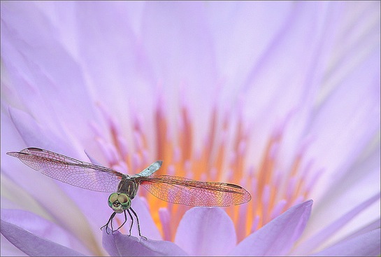 Dragonfly and the waterlily