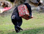 Chimp_christmas_6 Chimp_christmas_6