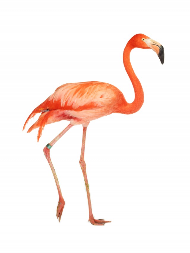 121217_ZOO_Flamingo-86