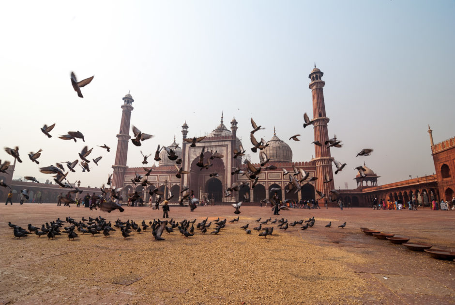 En Inde aussi, les pigeons font la loi