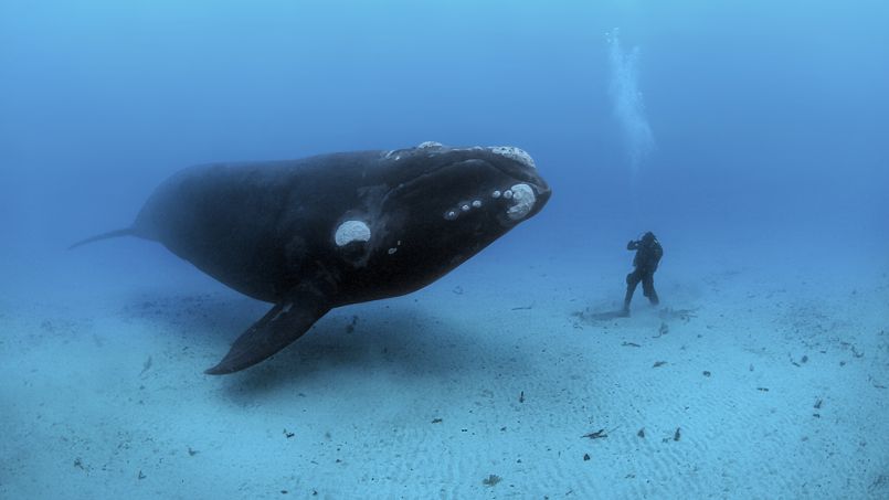 Un plongeur très proche d'une baleine - © National Geographic/Brian J. Skerry