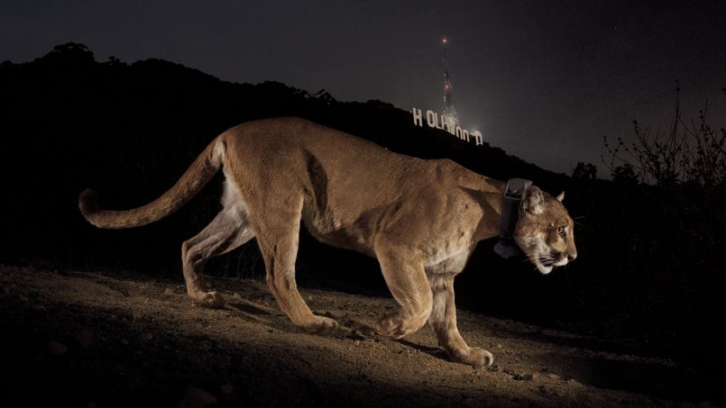 Un cougar photographié de nuit grâce à un système automatique  - © National Geographic/Steve Winter