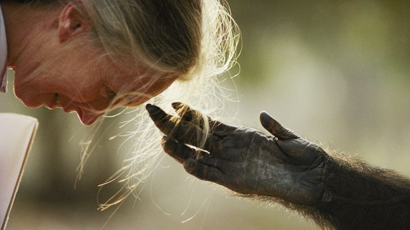 Le chimpanzé Jou Jou tend la main au Dr Jane Goodall - © National Geographic/Michael Nichols