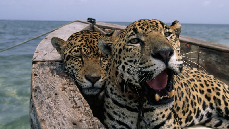 Deux jaguars se reposent dans un bateau - © National Geographic/Steve Winter