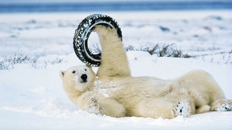 Un ours polaire sur le dos en train de jouer avec un pneu - © National Geographic/Norbert Rosing