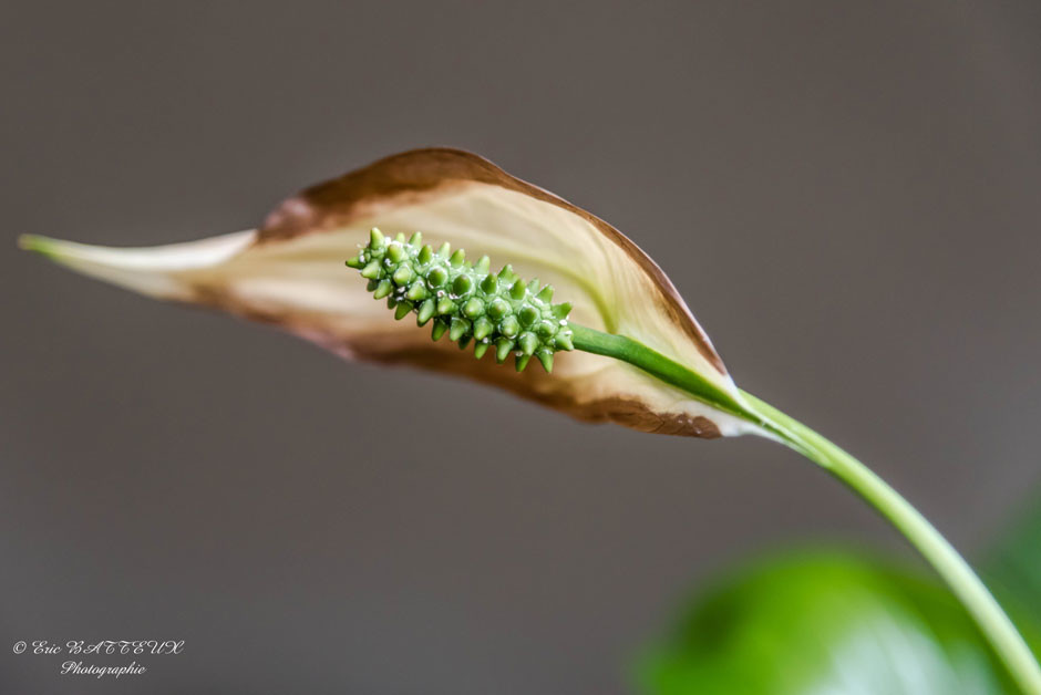 Spathiphyllum-(fleur-de-lune)