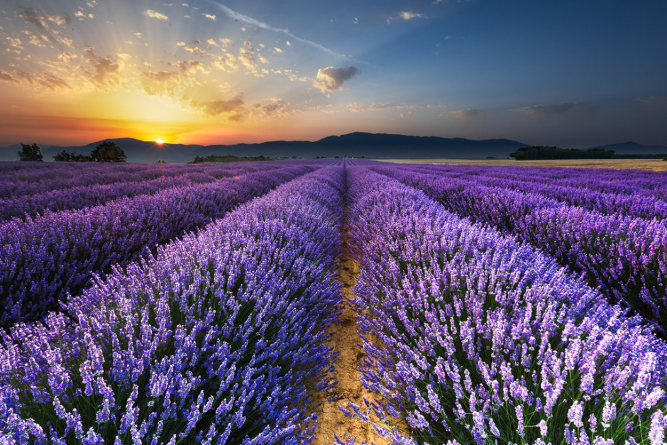 Sunrise on the Lavender Fields in Valensole in Provence by Loïc Lagarde