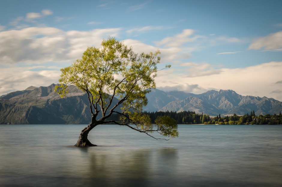 © Youenn Hazo - l'arbre de Wanaka sur l'île du Sud de Nouvelle Zélande