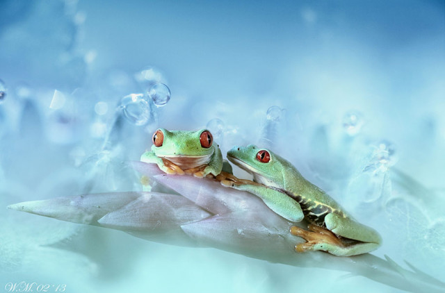frogs-macro-photography-wil-mijer-14
