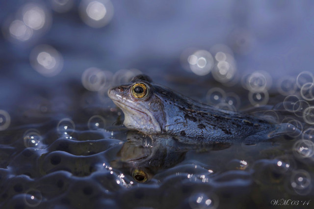 frogs-macro-photography-wil-mijer-3