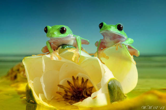frogs-macro-photography-wil-mijer-6
