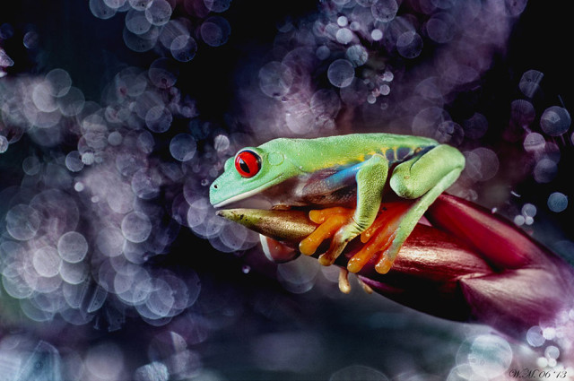 frogs-macro-photography-wil-mijer-7