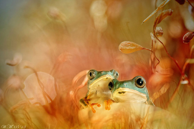 frogs-macro-photography-wil-mijer-8