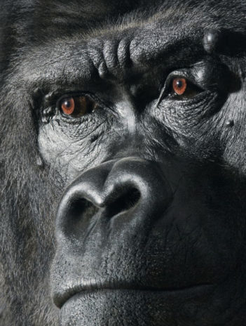 Tim Flach More Than Human