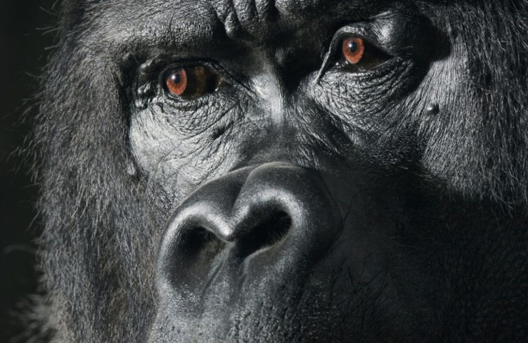 Tim Flach More Than Human