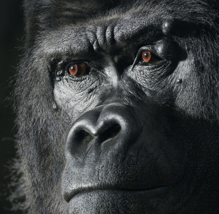 Tim Flach More Than Human