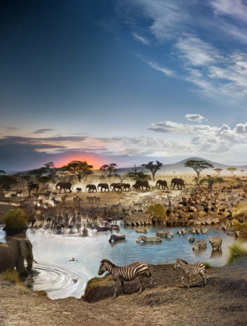 phototrend stephen wilkes 2200 photos 26h montage day to night savane tanzanie