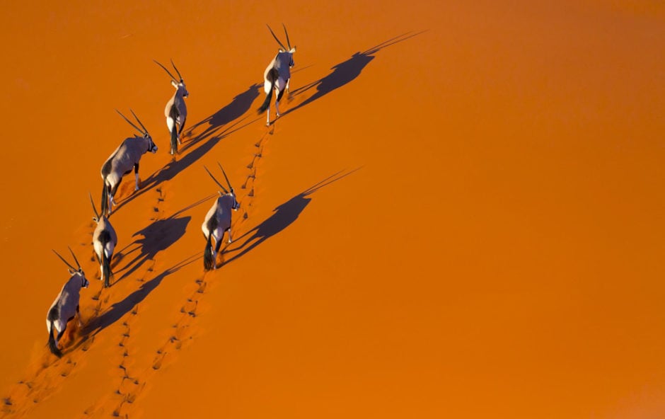 © Juan Carlos Muñoz (Spain) - "Shadows and Tracks on Sand" - Premier Finaliste du BioPhotoContest 2016 