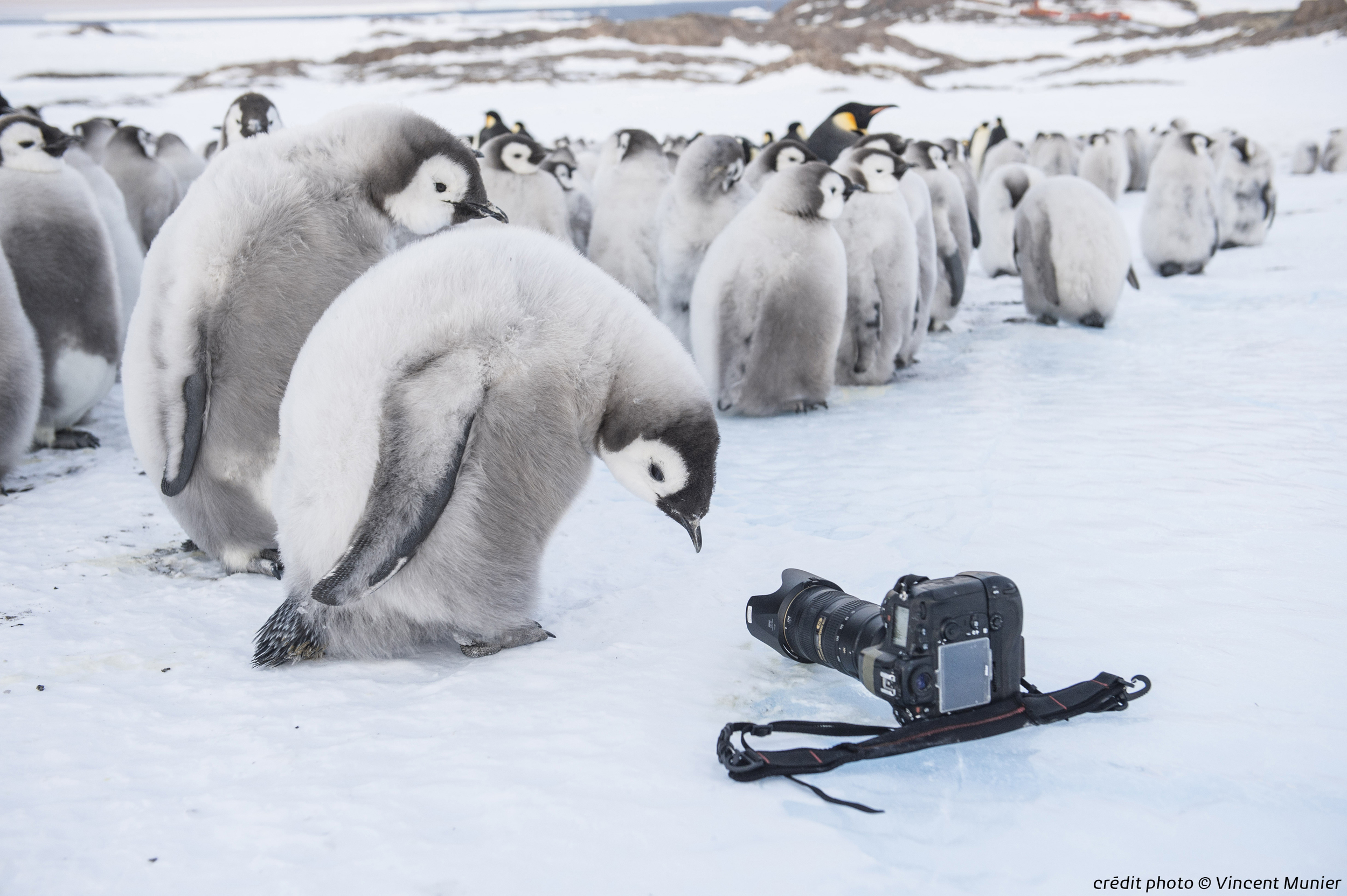 Antarctica Sur Les Traces De L Empereur Antarctica, sur les traces de l'empereur, avec Vincent Munier et