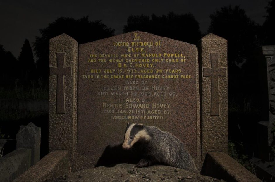 © Sam Hobson - Bristol badger (blaireau) in a cemetery