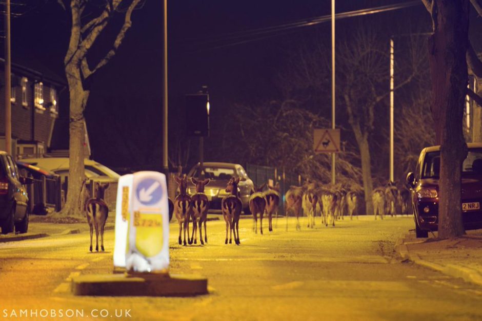 © Sam Hobson - Stag Night - Chevreuils et cerfs dans les rues de Londres