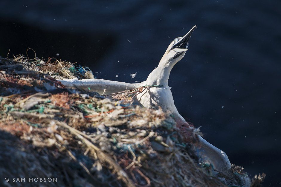 © Sam Hobson - A gannet struggles with a plastic noose - Un fou de Bassan lutte avec une corde de plastique 