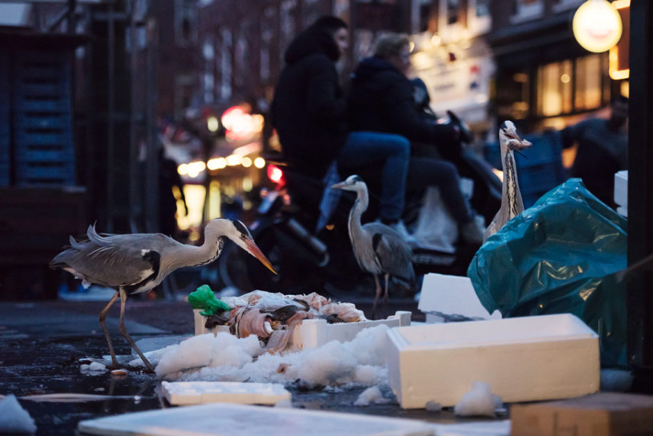 © Sam Hobson - Herons scavenging on Amsterdam markets - Hérons fouillant les poubelles sur les marchés d'Amsterdam