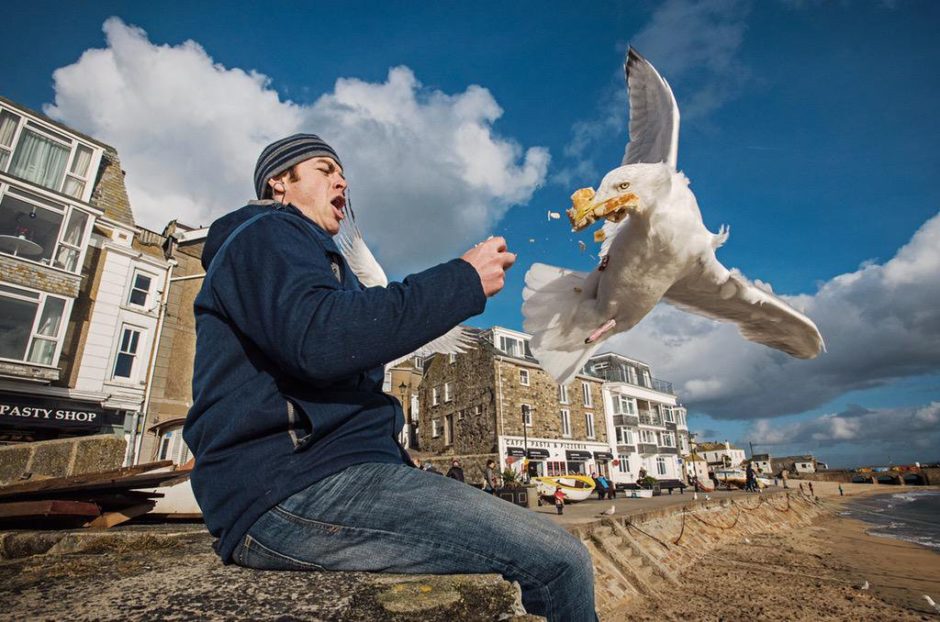 © Sam Hobson - Seagulls stealing a pasty in Cornwall - Mouettes volant un sandwich en Cornouailles