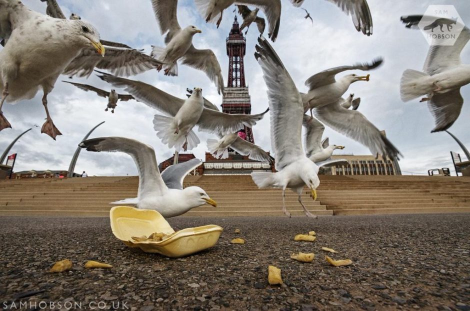 © Seagulls feeding on chips at Blackpool seafront - Des mouettes se nourrissant de chips sur le front de mer de Blackpool