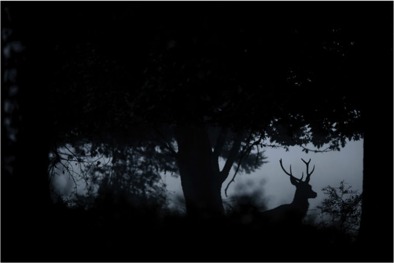 "La nuit du cerf" À la recherche du cerf des forêts vosgiennes avec Vincent Munier