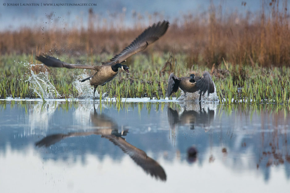 Goose Attack © Josiah Launstein
