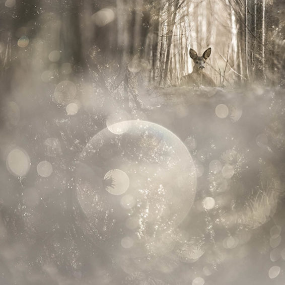 Myriam Dupouy Abracamera