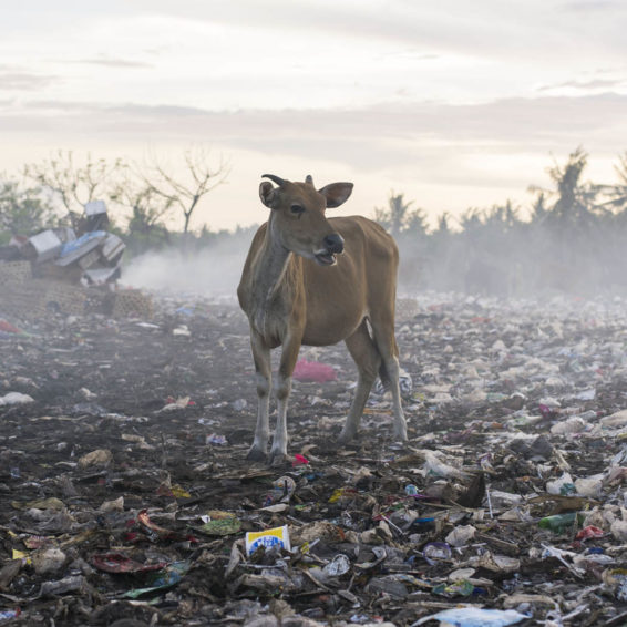 Thomas Egli Paradis Island
