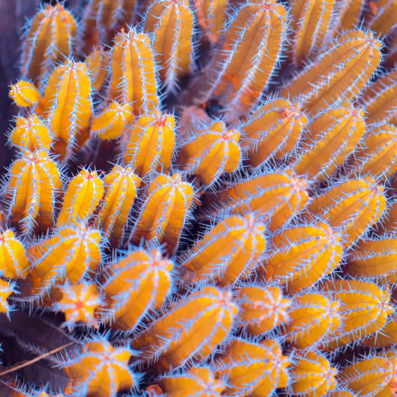 Suprachromacy © Marcus Wendt / FIELD.io