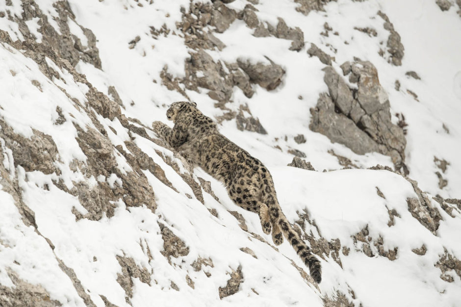 Les Sentiers de la Photo Vincent Munier