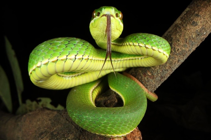 Laowa Macro Probe Lens Serpent