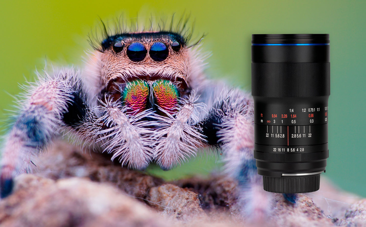 Laowa 100 mm f/2.8 2x Ultra Macro APO : la macro au ratio de