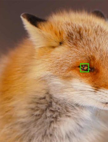 Sony Eye AF Animaux