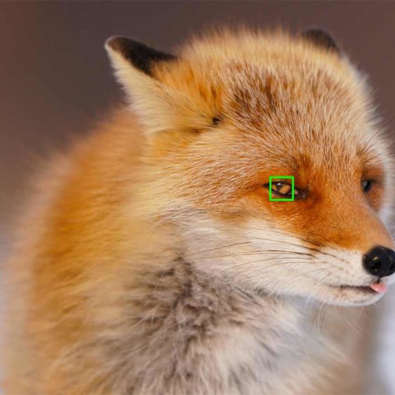 Sony Eye AF Animaux