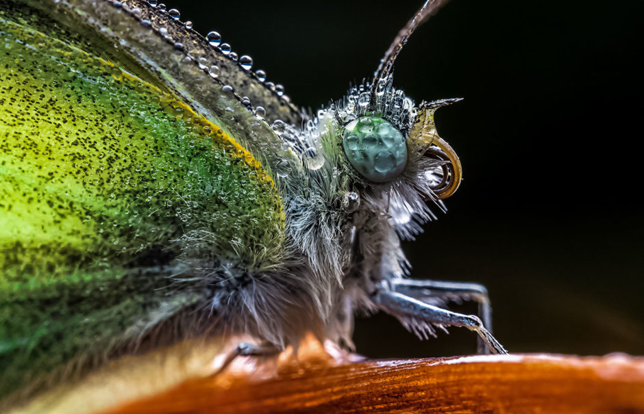 Laowa 65mm f/2.8 2X Ultra Macro : une optique macro pour hybrides APS-C
