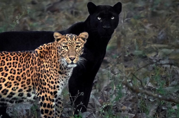 The Eternal Couple Un Leopard Et Une Panthere Noire Apercus Ensemble Dans Un Moment Rare
