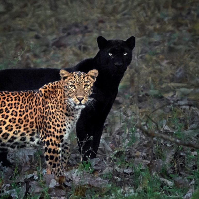 mithun-h-leopard-et-panthere-noire-2-770x770.jpg