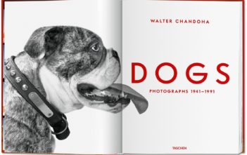 Dogs Walter Chandoha