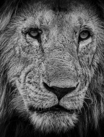 Félins Noir sur Blanc Laurent Baheux
