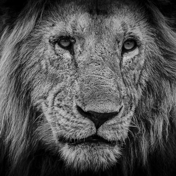 Félins Noir sur Blanc Laurent Baheux