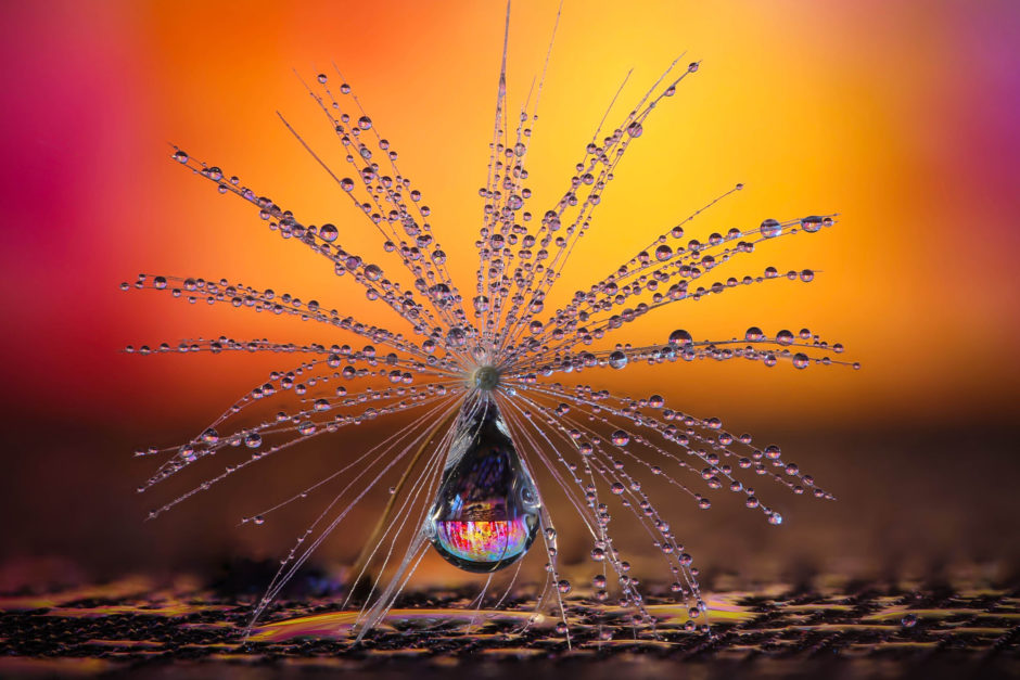 Little Dandelion umbrella by Petra Jung, CEWE Photo Award, Category winner Nature