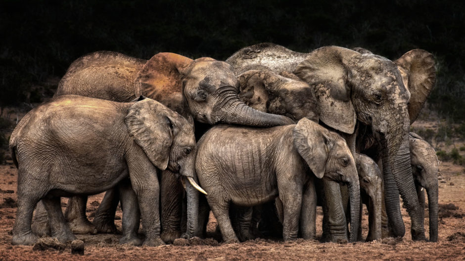 The Clan cuddles by Josef Schwarz, CEWE Photo Award, Category winner Animals